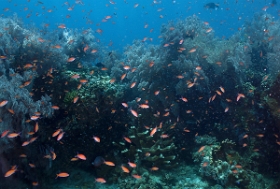 Bali 2016 - Liberty - Corail -  IMG_5874_rc